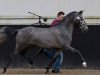 dressage horse Skywalker van het Klavertje (Belgian Warmblood, 2014, from Rex the Robber)