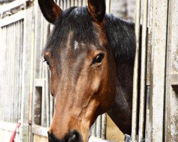 Springpferd Charly vh Lindenhof Z (Zangersheide Reitpferd, 2009, von Camus)