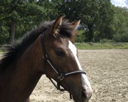 dressage horse Noble Salia (Oldenburg, 2019, from St. Patrick)