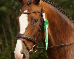 dressage horse Atlanta 515 (Holsteiner, 2007, from Acolord)