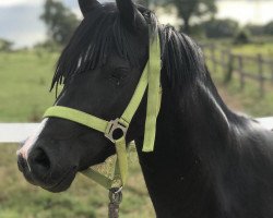 Dressurpferd Leucarum Rachel (Welsh Pony (Sek.B), 2012, von Leucarum Peter Pan)