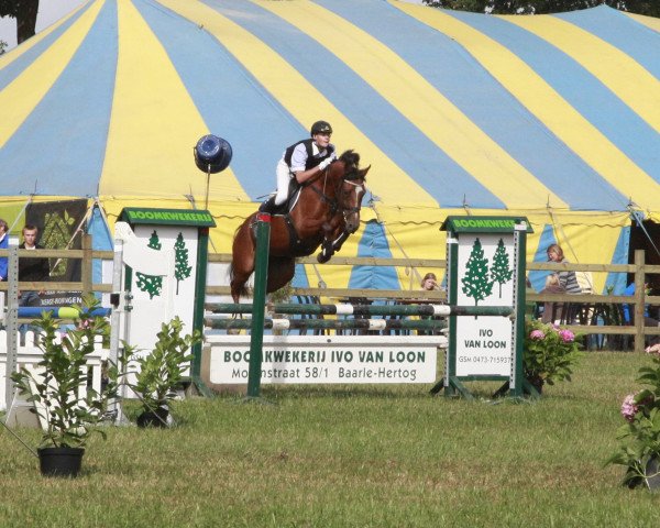 Zuchtstute Mystique van het Klavertje (Belgisches Reitpony, 2008, von Machno Carwyn)