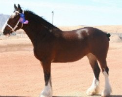 horse Erastus Tim's Kismet (Clydesdale, 2007, from Birky's Pride 1st Timothy)