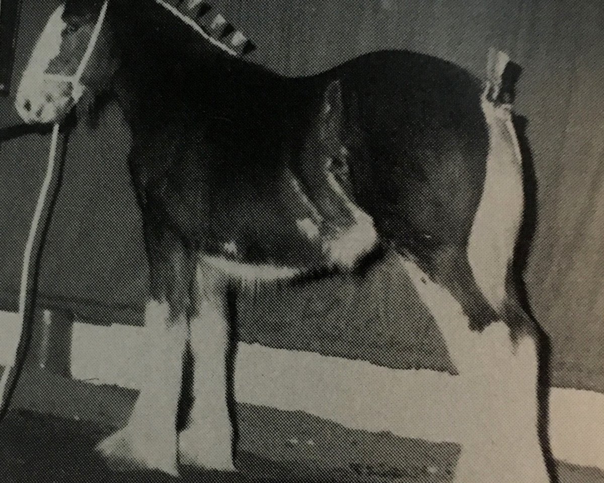 Pferd Endeavor 15235 (Clydesdale, 1992, von Jonesway Sir Robert)