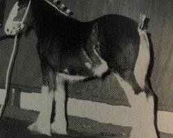 horse Endeavor 15235 (Clydesdale, 1992, from Jonesway Sir Robert)