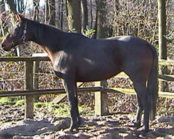 broodmare Lilly xx (Thoroughbred, 1991, from Motley xx)