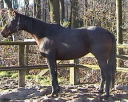 broodmare Lilly xx (Thoroughbred, 1991, from Motley xx)