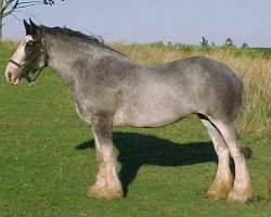 Zuchtstute Emily's Heather (Clydesdale, 1988, von Korona Gallant Boy)