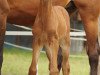 dressage horse Van Beek's Valentino (Westphalian, 2019, from Valverde NRW)