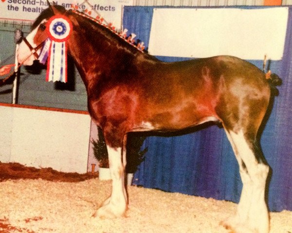 stallion Elshmarg Sir Winston (Clydesdale, 1996, from Westerdale Winston)