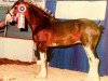 stallion Elshmarg Sir Winston (Clydesdale, 1996, from Westerdale Winston)