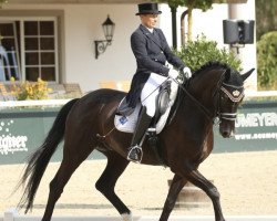 dressage horse Best Friends (Rhinelander, 2012, from Bordeaux 28)