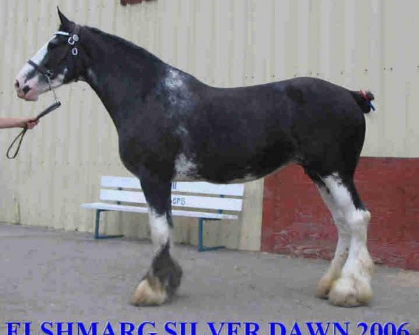 broodmare Elshmarg Silver Dawn (Clydesdale, 1999, from Elshmarg Sir Winston)