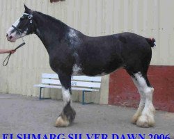 broodmare Elshmarg Silver Dawn (Clydesdale, 1999, from Elshmarg Sir Winston)