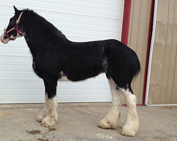 Zuchtstute Wooden Spoke Edge (Clydesdale, 2006, von Dew Ridge Prince 2nd)