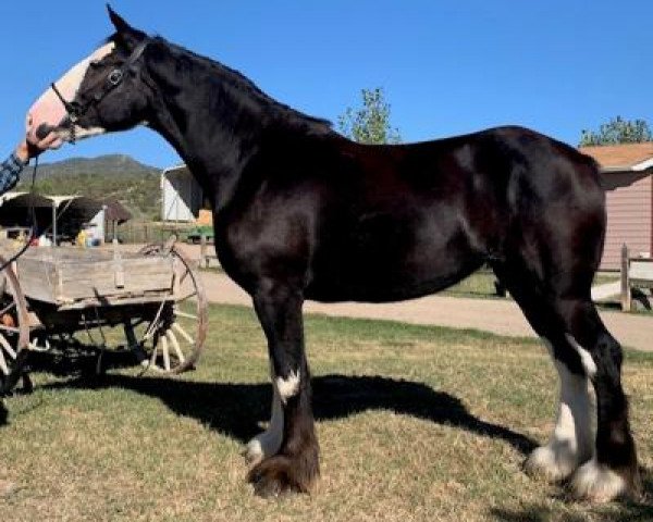 horse Rafter B Elsa's Kiss (Clydesdale, 2017, from Joseph Lake's Gladiator)