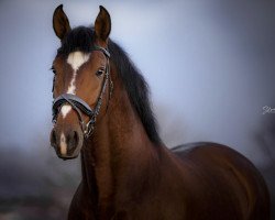 stallion Ibanero (Lusitano, 2013, from Beirao)