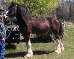 Deckhengst Elmer of Big Shoe (Clydesdale, 2006, von Brunt-Hill Crown Royal)