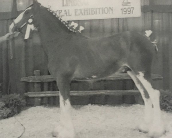 horse Ellengowan Sensation Duke (Clydesdale, 1996, from Doura Sensation)