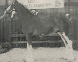 horse Ellengowan Sensation Duke (Clydesdale, 1996, from Doura Sensation)