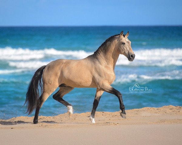 stallion Espanhol (Lusitano, 2009)