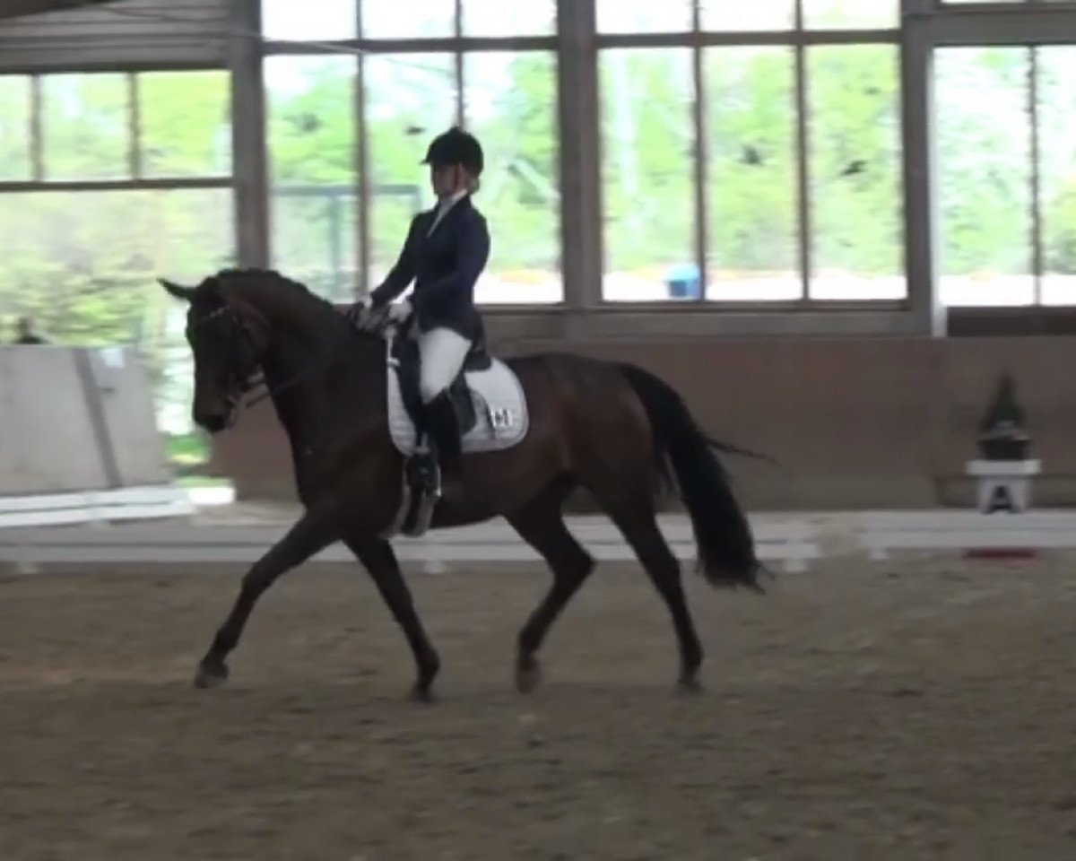 broodmare Lady Loxley 8 (Rhinelander, 2005, from Lord Loxley I)