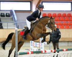 stallion Flint Fortuna ZH (Nederlands Rijpaarden en Pony, 2012, from First Stayerhof's Ramzi H)