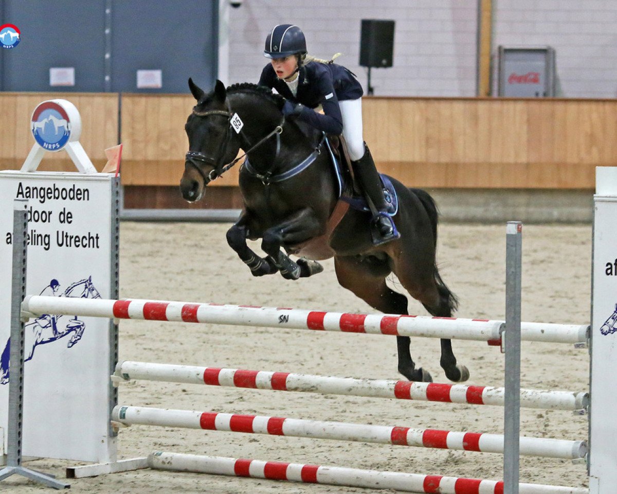 stallion Fergie (Nederlands Rijpaarden en Pony, 2010, from First Stayerhof's Ramzi H)