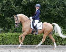 Dressurpferd Don Davino Horsepoint (Nederlands Rijpaarden en Pony, 2012, von Don Carino du Bois)