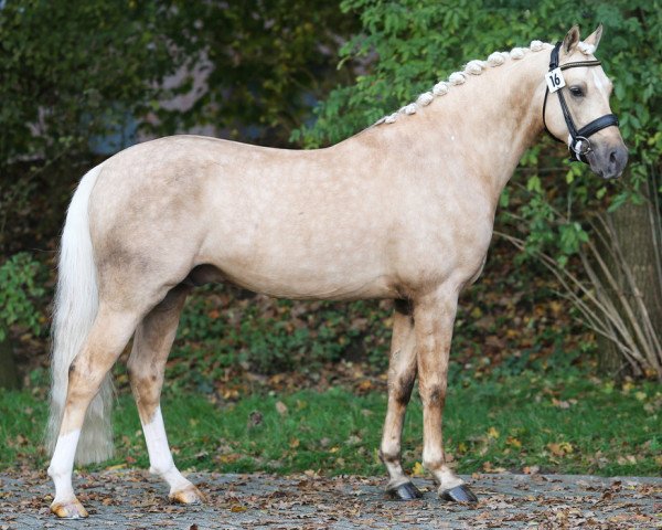 Deckhengst Don Bosco du Bois (Nederlands Rijpaarden en Pony, 2010, von Don Cremello du Bois)