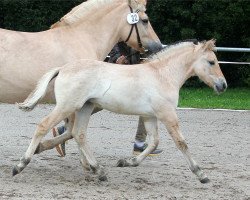 horse Ole (Fjord Horse, 2021, from Oddvar Granlygaard)