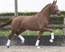 dressage horse Angel of Jazz (KWPN (Royal Dutch Sporthorse), 2014, from All At Once)