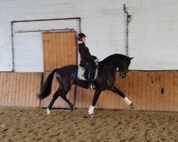 stallion Verlaine (Hanoverian, 2017, from Vilancio)