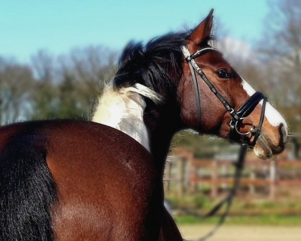 horse Kolibris Coleur (German Warmblood, 2012, from Kolibris As)