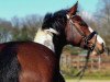 horse Kolibris Coleur (German Warmblood, 2012, from Kolibris As)