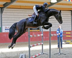 jumper Cash Maker vd Laarseheide (Zangersheide riding horse, 2008, from Chin Chin)