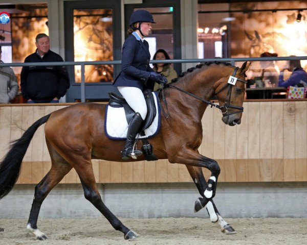 Deckhengst Bright's Hero SB (Nederlands Rijpaarden en Pony, 2012, von Bright Speed)