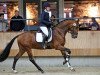 stallion Cassandra (Nederlands Rijpaarden en Pony, 2012, from Bright Speed)