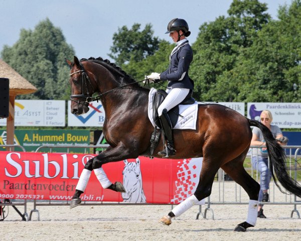 Pferd Ashwin van de Fryochaborg (KWPN (Niederländisches Warmblut), 2011, von Andretti)