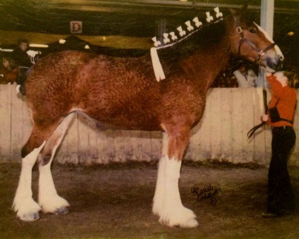 Zuchtstute Eirianwen Neyrs Plunton (Clydesdale, 2001, von Bandirran True Fashion)