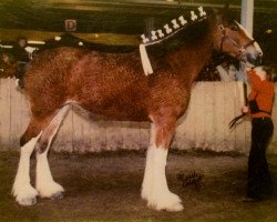 Zuchtstute Eirianwen Neyrs Plunton (Clydesdale, 2001, von Bandirran True Fashion)