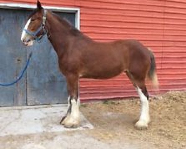 horse Egalacres Topper's Jullie (Clydesdale, 2013, from Egalacres Ben Franklin Topper)