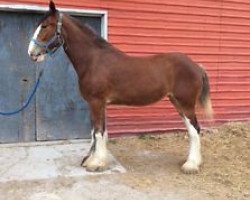 horse Egalacres Topper's Jullie (Clydesdale, 2013, from Egalacres Ben Franklin Topper)