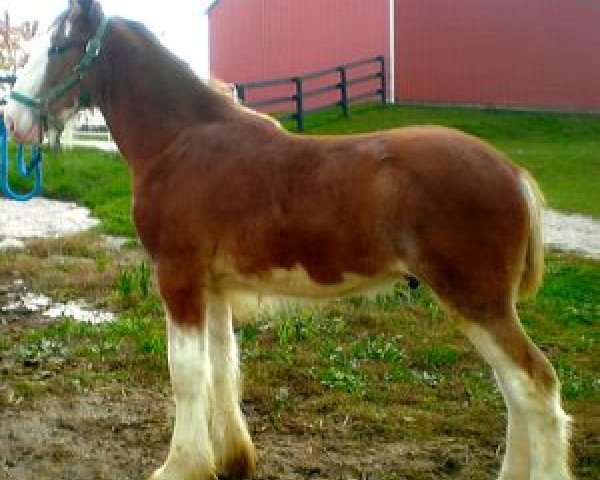 horse Egalacres Jake's Tanner (Clydesdale, 2013, from Egalacres Phoenix Jacob)