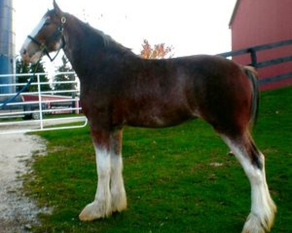 broodmare Egalacres Jake's Paige (Clydesdale, 2011, from Egalacres Phoenix Jacob)