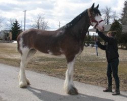 broodmare Egalacres Jake's Kristine (Clydesdale, 2010, from Egalacres Phoenix Jacob)