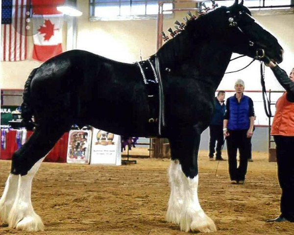 Pferd Ebony Nite in Pierre (Clydesdale, 2015, von Ebony Admiral of the Nite)