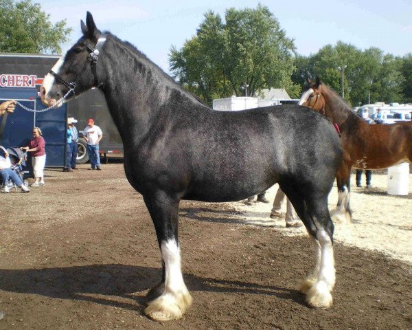 Zuchtstute Ebony New Year's Delight (Clydesdale, 2004, von Keyhole Dillion)