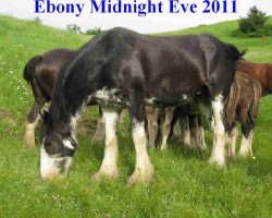 broodmare Ebony Midnight Eve (Clydesdale, 2001, from Bluie Beau Gabriel)