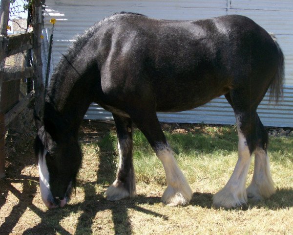 Pferd Ebony Midnight Aurora (Clydesdale, 2007, von Donegal Midnight Lignite)